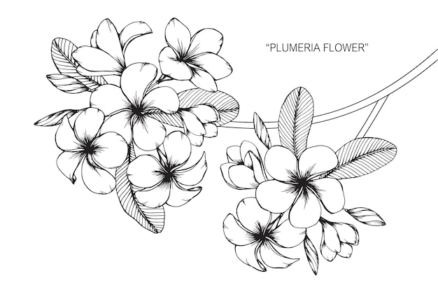 プルメリアの花を描くイラスト プレミアムベクター