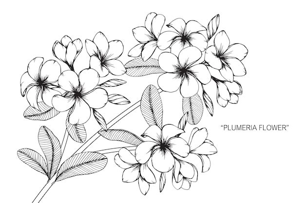 Premium Vector | Plumeria flower drawing illustration.