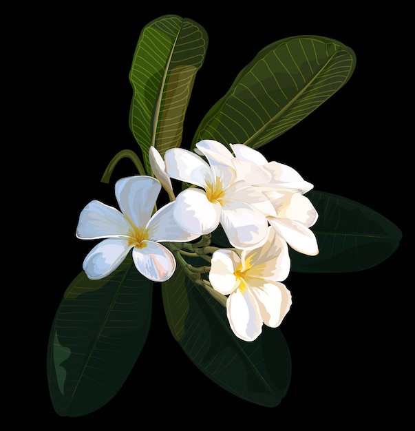 Premium Vector | Plumeria flower vector illustrator