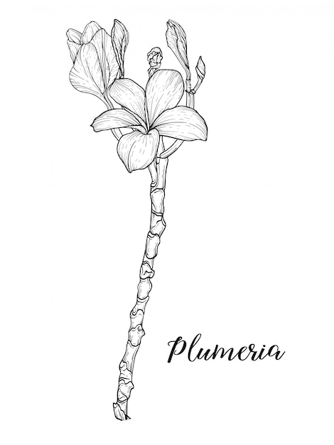プレミアムベクター プルメリアの花の描画と線形アートでスケッチ