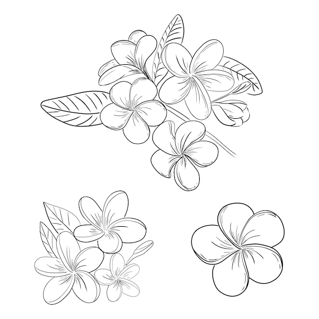 プルメリアやプルメリアの花イラスト描画セット プレミアムベクター
