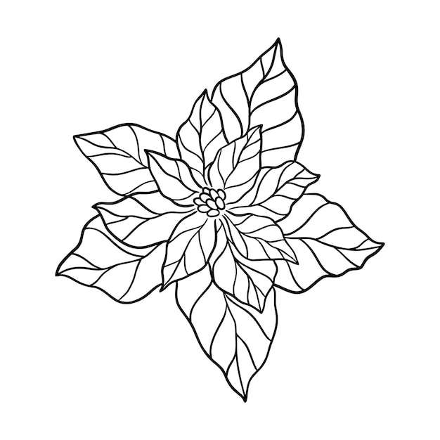 Premium Vector | Poinsettia leaf vector illustration. floral hand drawn ...