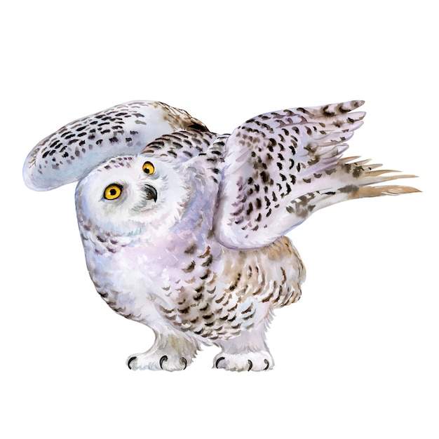 Download Polar owl in flight. watercolor | Premium Vector