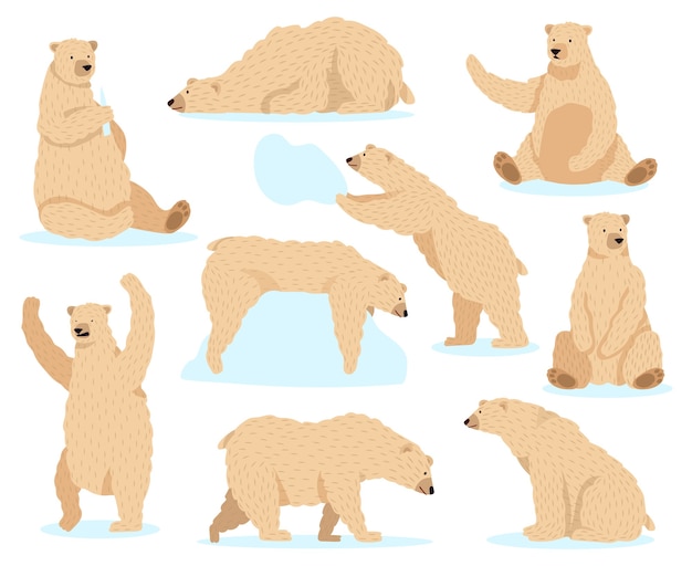 シロクマ 北極の雪のクマ かわいい北クマのキャラクター 怒っている毛皮の野生動物哺乳類キャラクターイラストアイコンセット 雪の中で北極クマ 冬の北極哺乳類の毛皮 プレミアムベクター