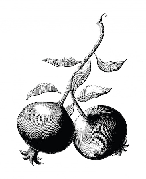 Download Pomegranate fruit branch hand drawing vintage engraving ...