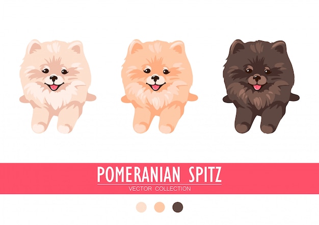 ポメラニアンスピッツクリーム オレンジ 暗い白い背景で隔離されました かわいいポム子犬 小さなドイツのスピッツ 小さな犬 プレミアムベクター