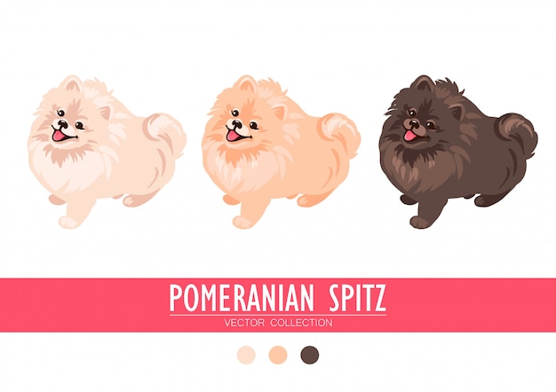 Premium Vector Pomeranian Spitz Cream Orange And Dark Isolated On White Background Cute Poms Puppies Small German Spitz Little Dogs