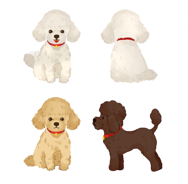 Poodles | Premium Vector