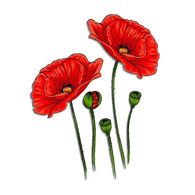 Poppies hand drawn ink illustration. | Premium Vector