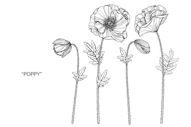 ポピーの花を描くイラスト プレミアムベクター