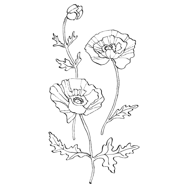 Premium Vector | Poppy flower. floral botanical flower.