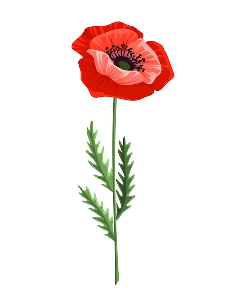 Premium Vector | Poppy flower. watercolor hand drawn poppy. isolated ...