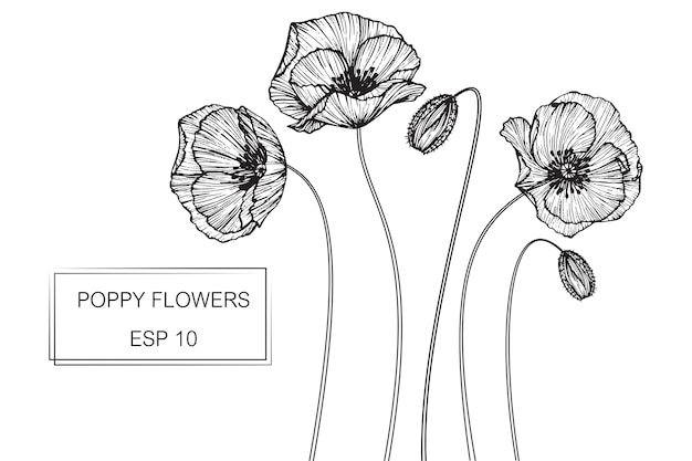 Poppy flower Vector | Premium Download