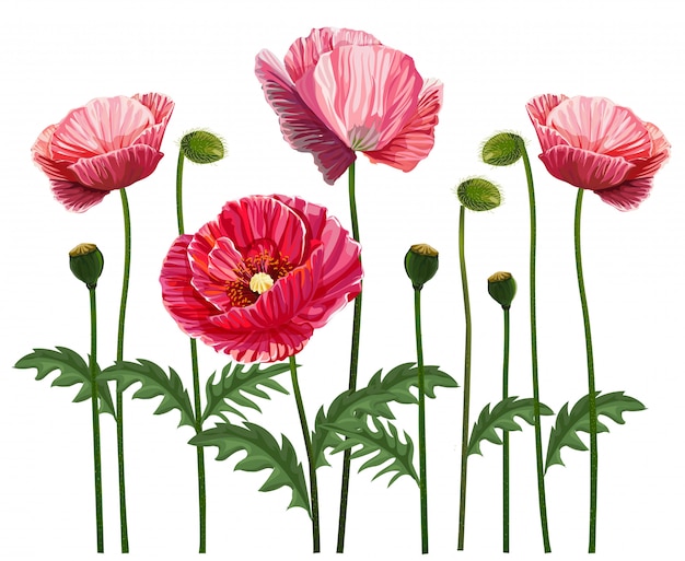 Download Poppy flower | Premium Vector