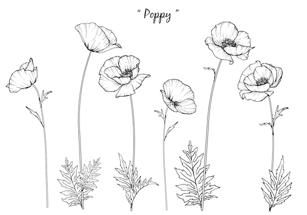 Premium Vector | Poppy leaf and flower drawings.