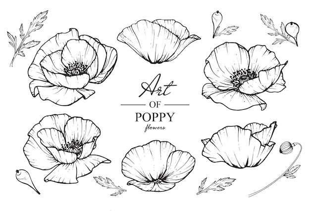 Poppy leaf and flower drawings. | Premium Vector