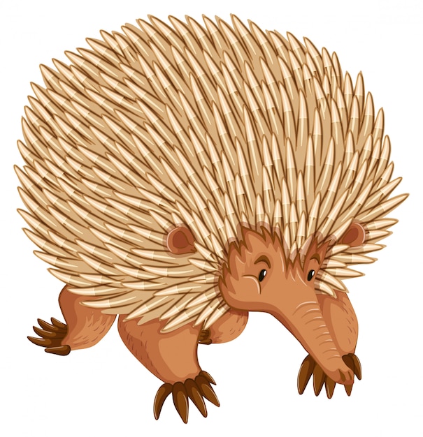 Porcupines Cartoon ~ Smiling Little Porcupine Illustrations Royalty Free Vector Graphics 