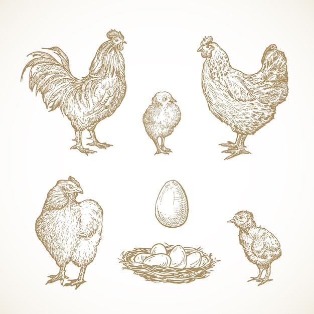 家禽の鳥のスケッチは 巣の中の酉鶏のひよこと卵の手描きイラストを設定します プレミアムベクター