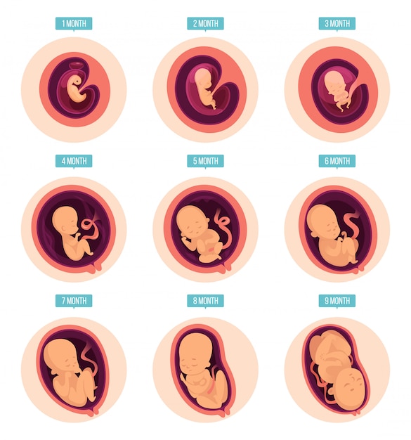 Pregnancy stages, human growth stages embryo development ...