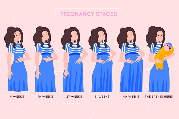 Free Vector | Pregnancy stages illustrated concept