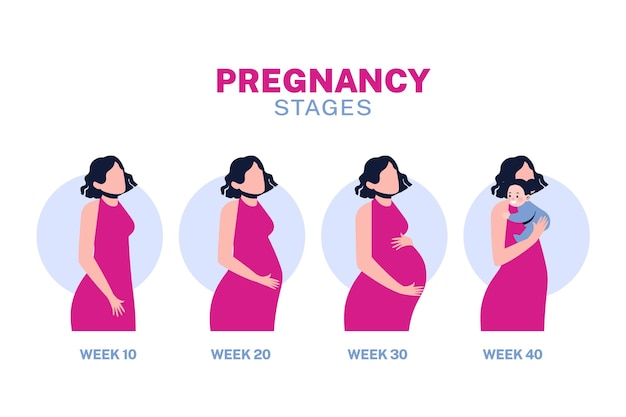 Free Vector | Pregnancy stages illustration concept