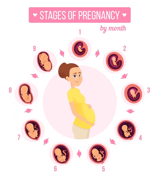 Premium Vector | Pregnancy trimester infographic, human growth stages ...