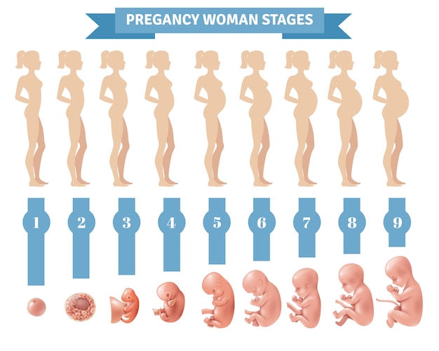 Free Vector Pregnancy Woman Stages   Pregnancy Woman Stages 1284 17533 