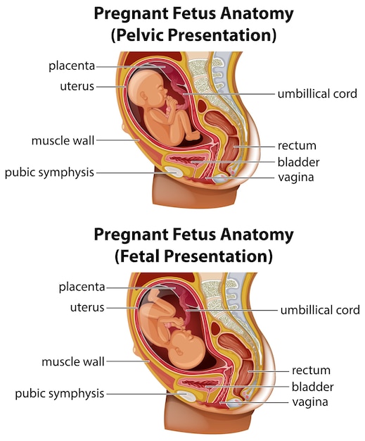 妊娠中の胎児の解剖図 プレミアムベクター