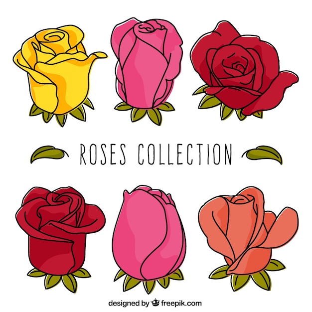 Pretty pack of roses with different
colors