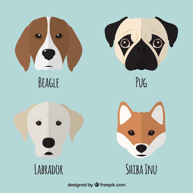 Pretty set of four dogs in flat design