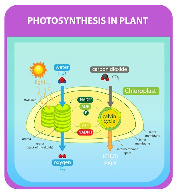 Free Vector | Process of photosynthesis in plant