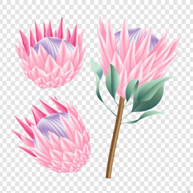 Protea SVG