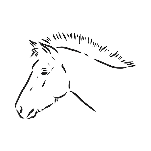 Premium Vector | The przewalskis horse an abstract image on a white ...