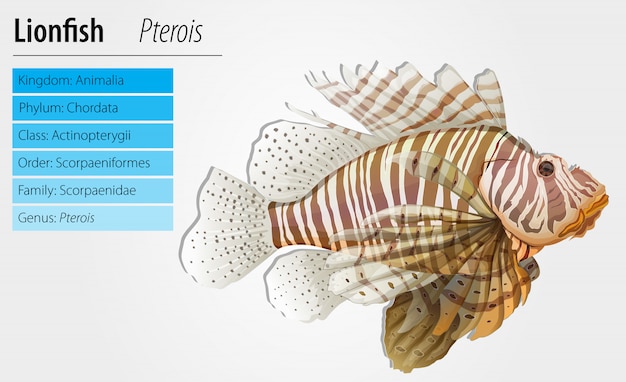 Free Vector | Pterois antennata