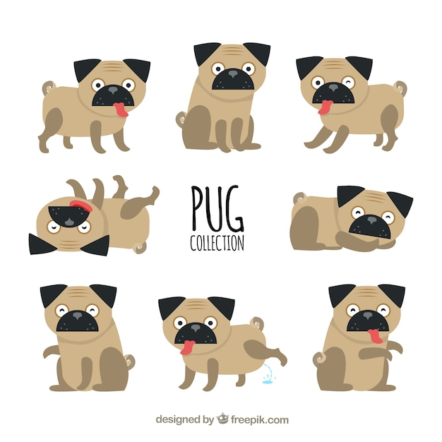 Pug collection with classic style