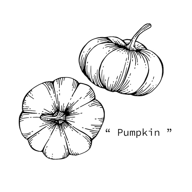 Premium Vector Pumpkin Drawing Illustration By Hand Drawn Line Art