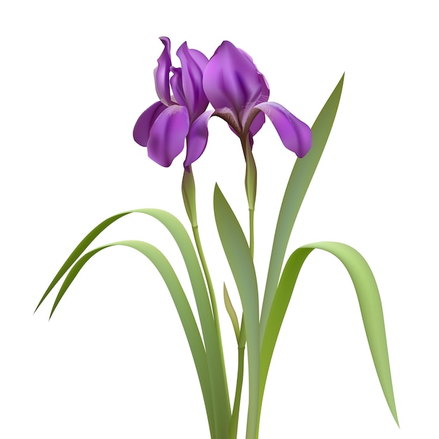 Download Purple iris flowers | Premium Vector