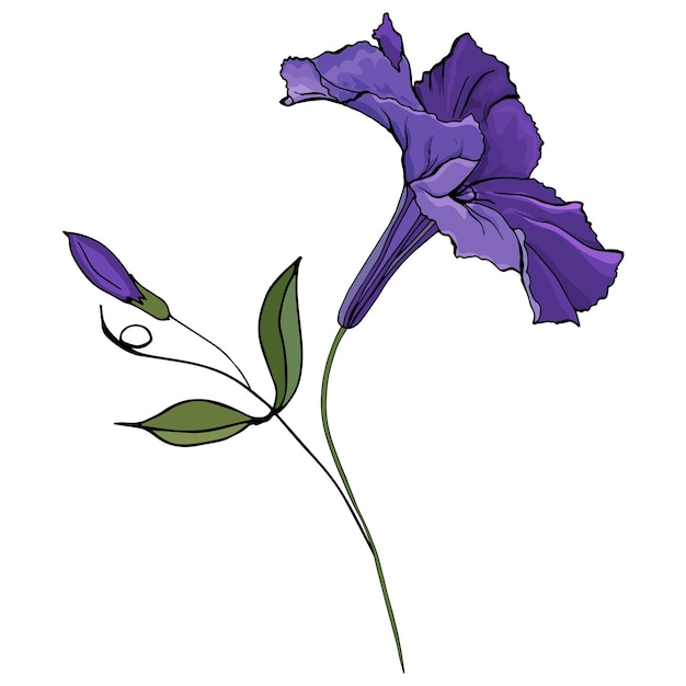 Premium Vector Purple petunia flower hand drawn illustration.