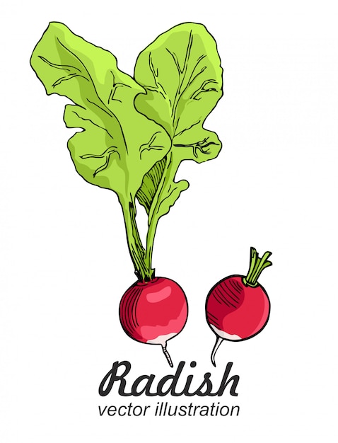 Featured image of post Radish Drawing Photo free for commercial use high quality images