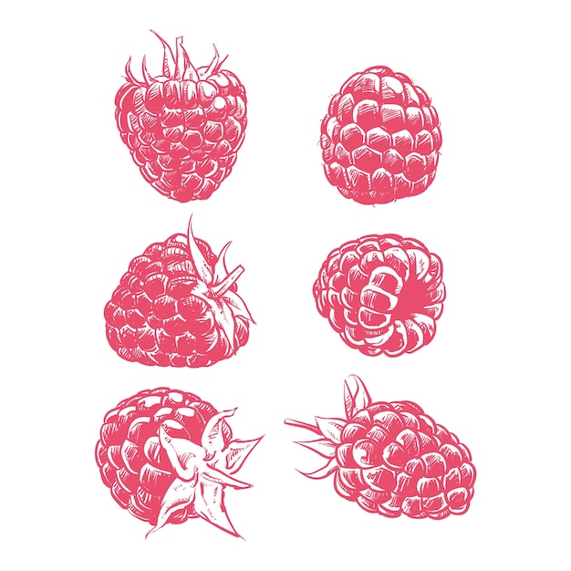 Premium Vector | Raspberry drawing on white background