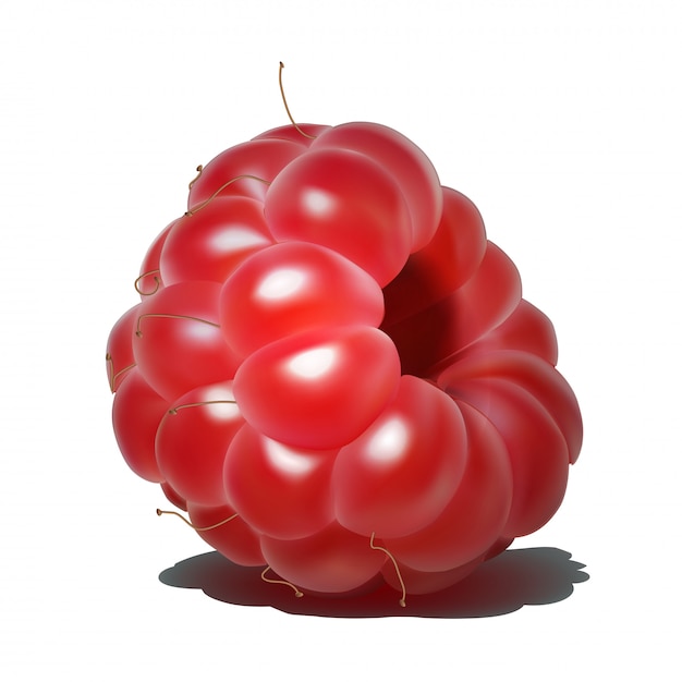 Premium Vector | Raspberry. sweet fruit. 3d realistic icon