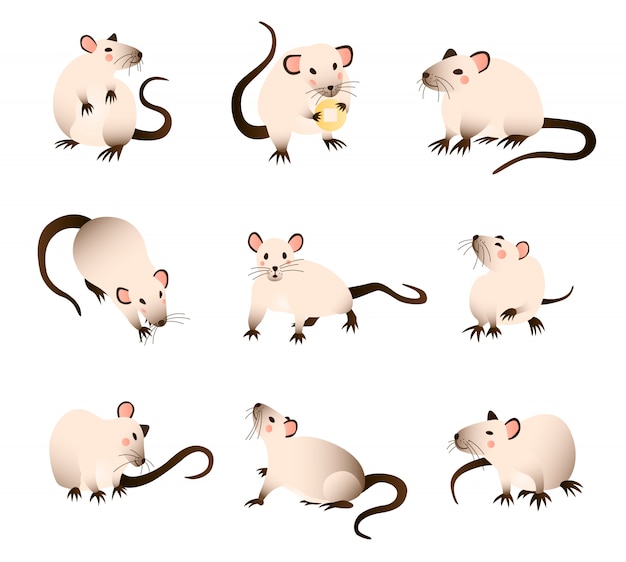 rats-collection-of-cartoon-differed-colors-rats-in-various-poses-and