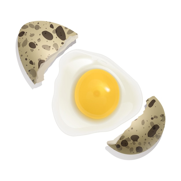 Premium Vector The Raw Quail Egg Broken Egg Healthy Food