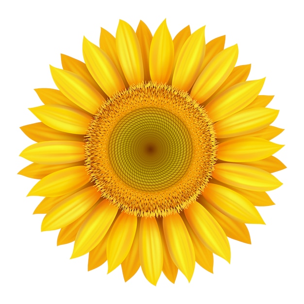 Free Free 244 Realistic High Resolution Sunflower Svg SVG PNG EPS DXF File