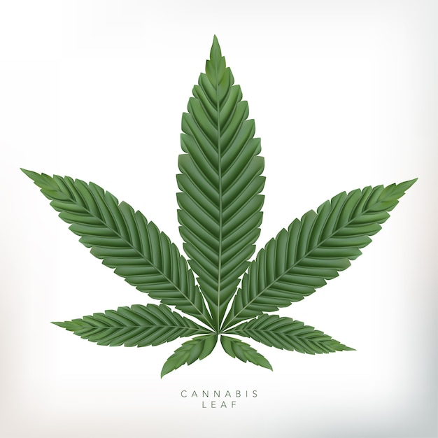 Premium Vector | Realistic cannabis leaf illustration in gray background.