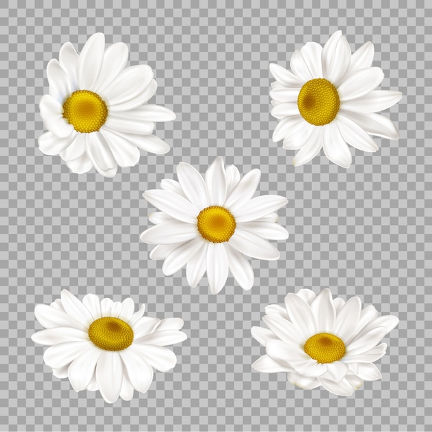 Download Free Daisy Images Free Vectors Stock Photos Psd Use our free logo maker to create a logo and build your brand. Put your logo on business cards, promotional products, or your website for brand visibility.