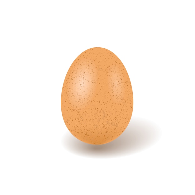 現実的な鶏の卵のイラスト プレミアムベクター