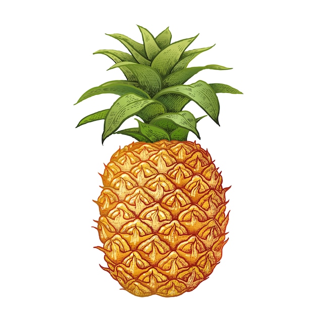 Premium Vector Realistic drawing of pineapple.
