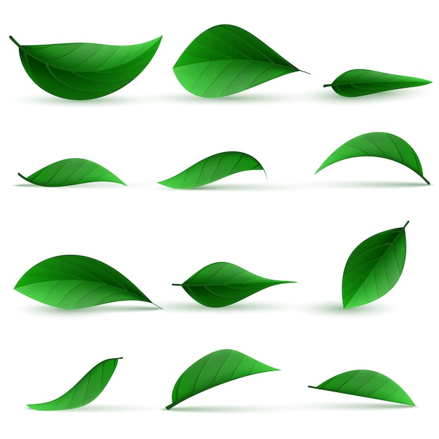 リアルな緑茶の葉のイラスト プレミアムベクター