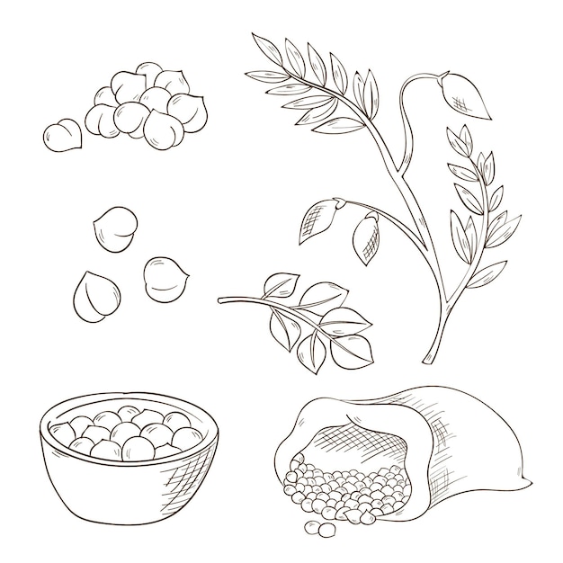 Free Vector | Realistic hand drawn chickpea beans and plant collection